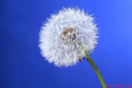 蒲公英茶的功效与作用简介-蒲公英泡水喝的作用