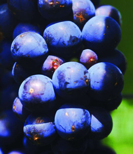 ʲôʳ������ɫ��-����ɫʳ����ʲô�ô�