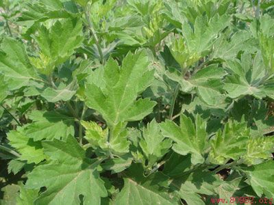 ��Ҷ�Ĺ�Ч������-��Ҷ�󼦵�����